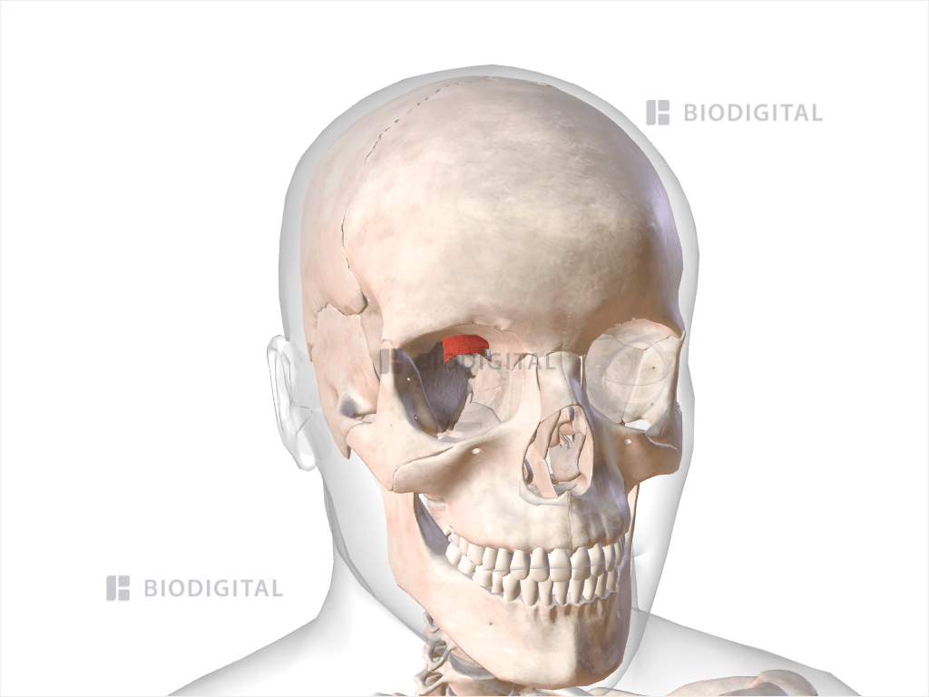 Right superior tarsal