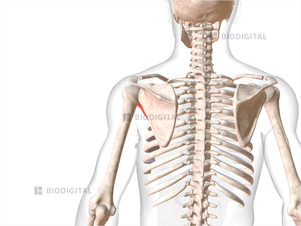 Left subscapularis