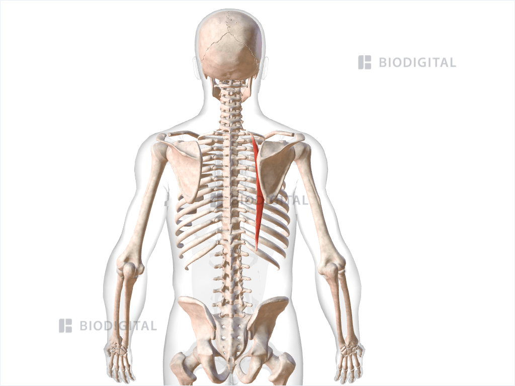 Right iliocostalis thoracis
