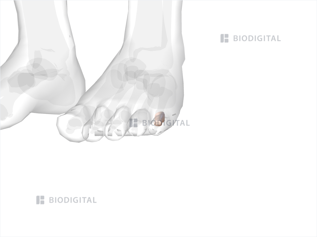 Proximal phalanx of left fifth toe