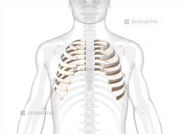 True ribs | BioDigital Anatomy