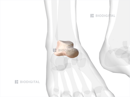 Right Talus | BioDigital Anatomy