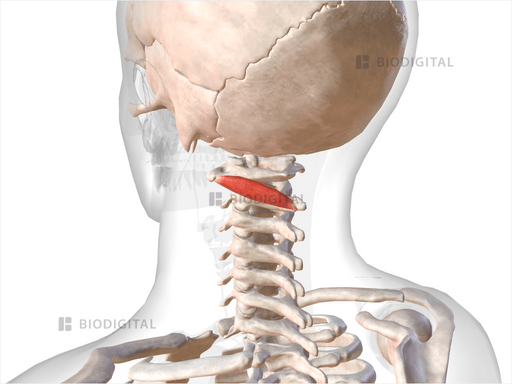 Left obliquus capitis inferior | BioDigital Anatomy