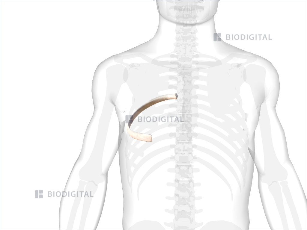 Right sixth rib