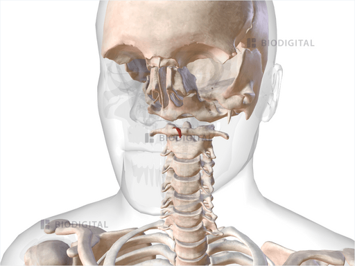 Uvulae Left musculus uvulae | BioDigital Anatomy