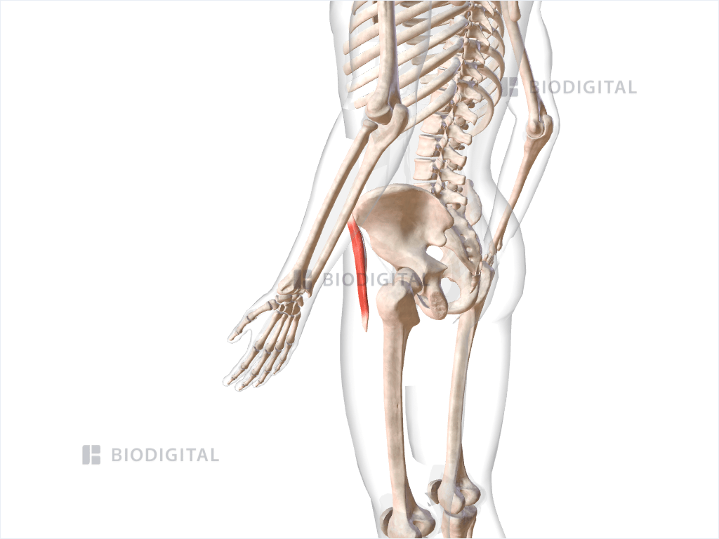 Left tensor fasciae latae