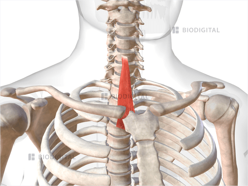 Right Sternothyroid | BioDigital Anatomy