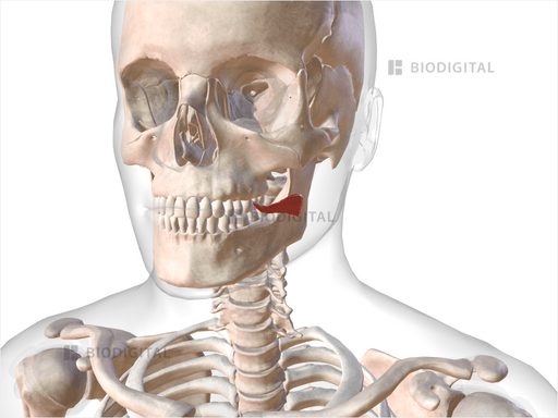 Left risorius | BioDigital Anatomy