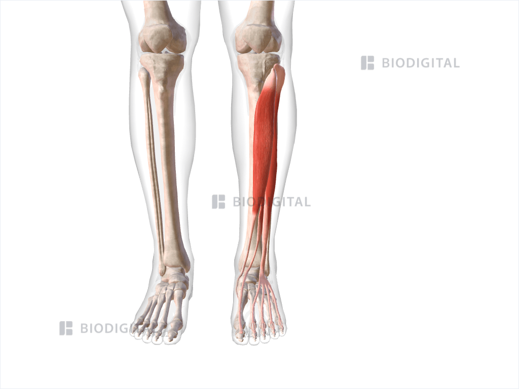 Back Side View Human Calf Muscles Digital Illustration, 48% OFF