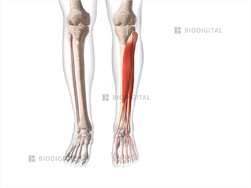 Anterior compartment muscles of left lower leg | BioDigital Anatomy