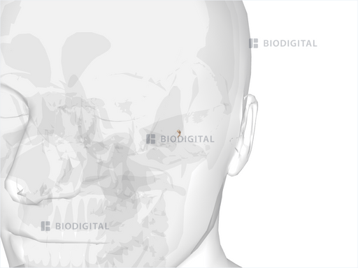 MALLEUS BONE ANATOMY visual data 2