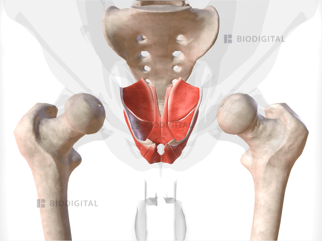 Muscles of pelvic floor