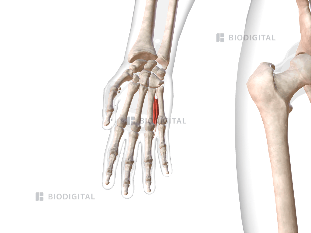 Fourth dorsal interosseous muscle of right hand