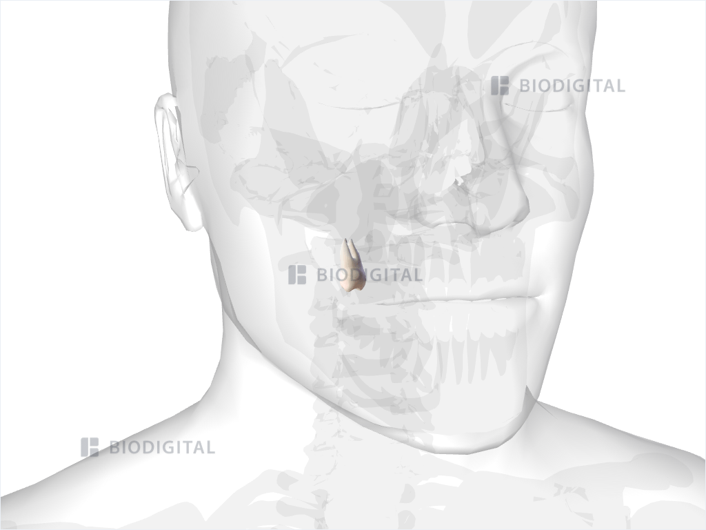 Right maxillary third molar