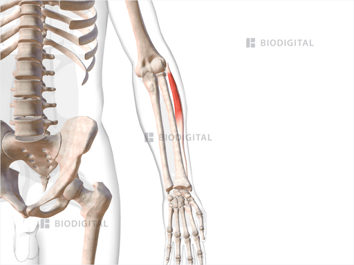 Left extensor carpi radialis brevis | BioDigital Anatomy