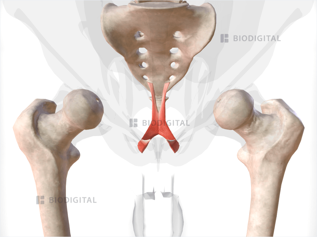 Pubococcygeus