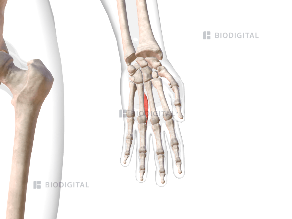 Second palmar interosseous muscle of left hand