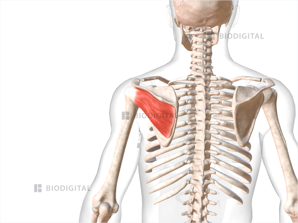 Left infraspinatus