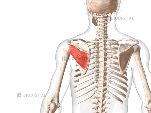 Left Infraspinatus | BioDigital Anatomy