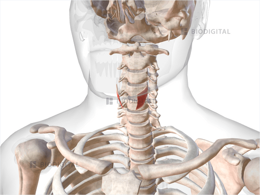 Thyrohyoid | BioDigital Anatomy