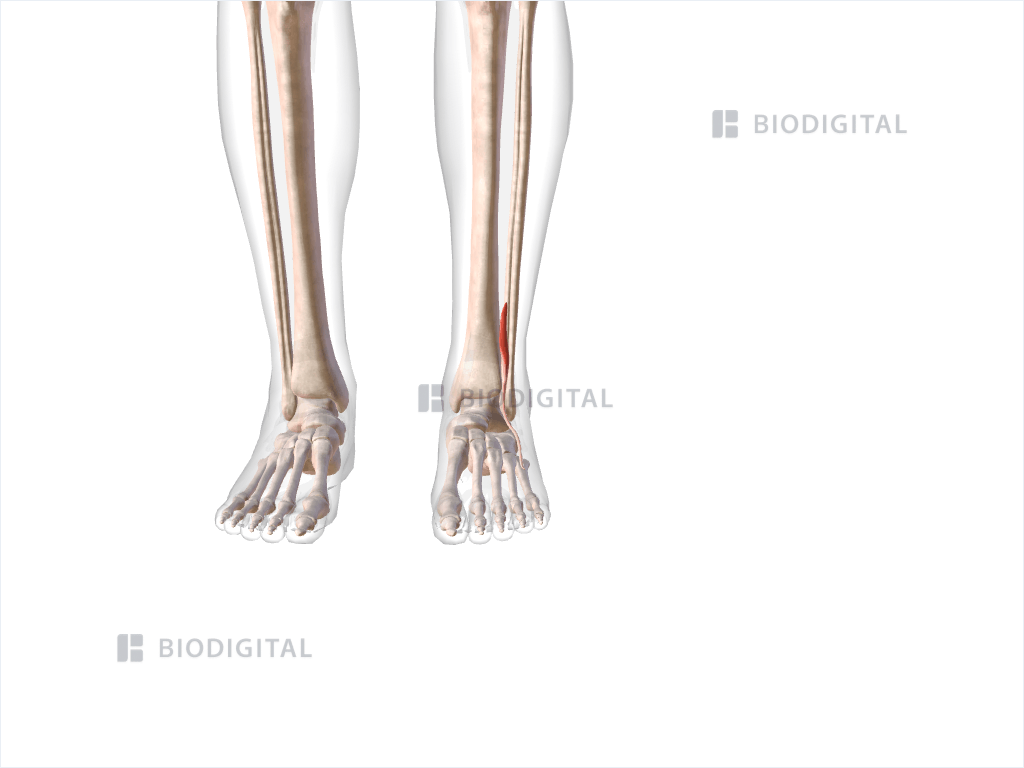 Left fibularis tertius