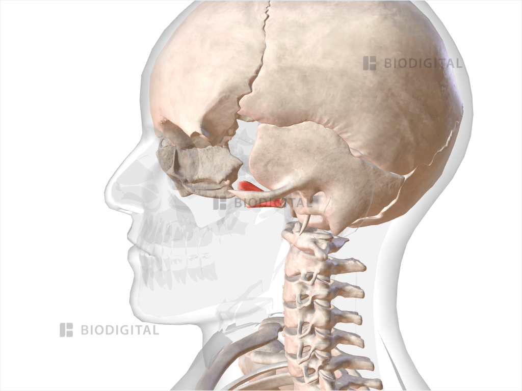 Left lateral pterygoid