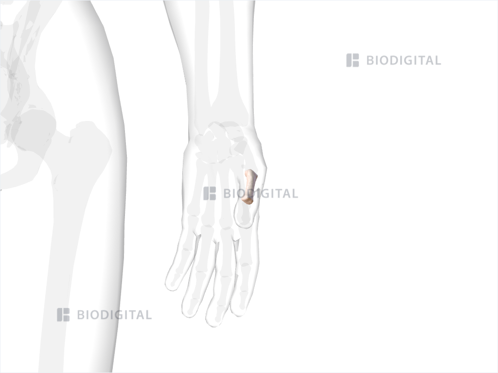 Proximal phalanx of left thumb