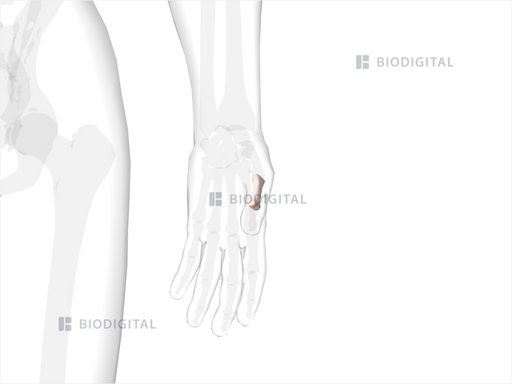 icd 10 code for proximal phalanx fracture left thumb