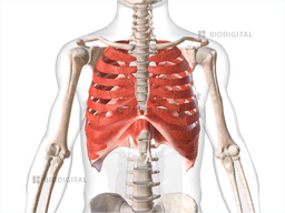 Muscles of thorax | BioDigital Anatomy