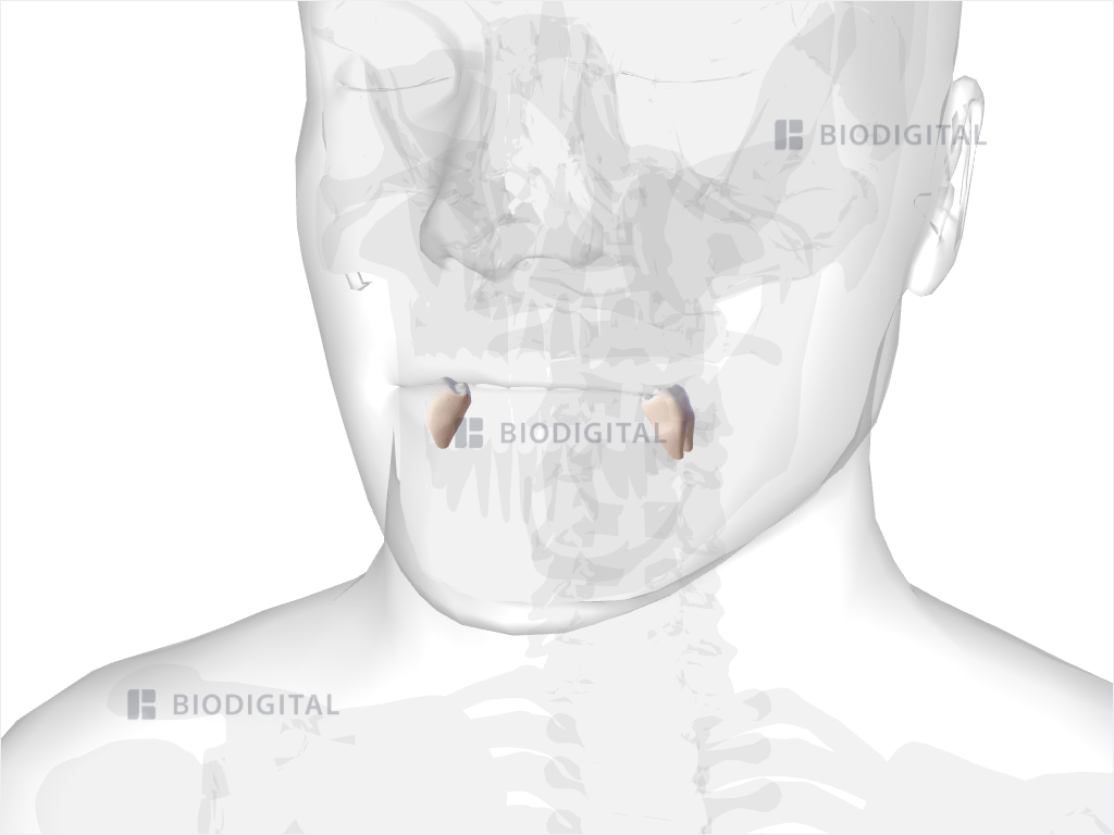 Mandibular second molar