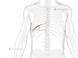 Right ninth rib | BioDigital Anatomy