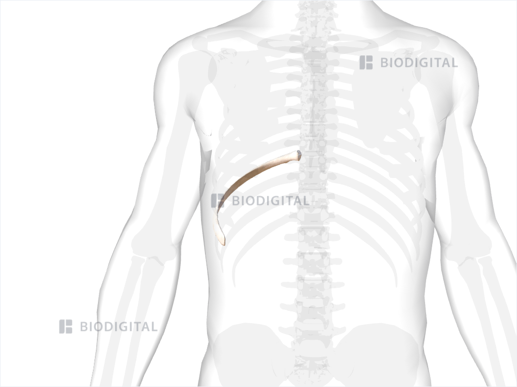 Right ninth rib