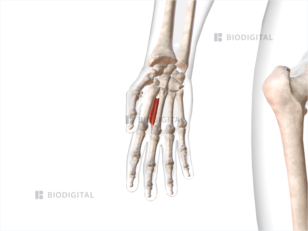 Second dorsal interosseous muscle of right hand