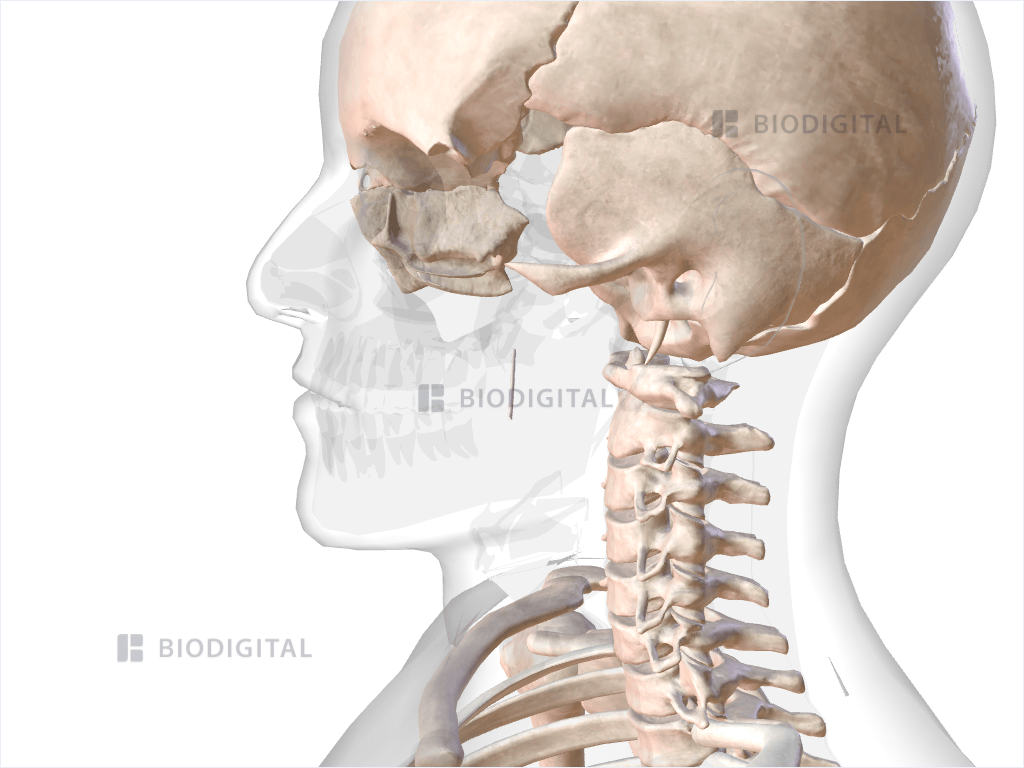 Left pterygomandibular raphe