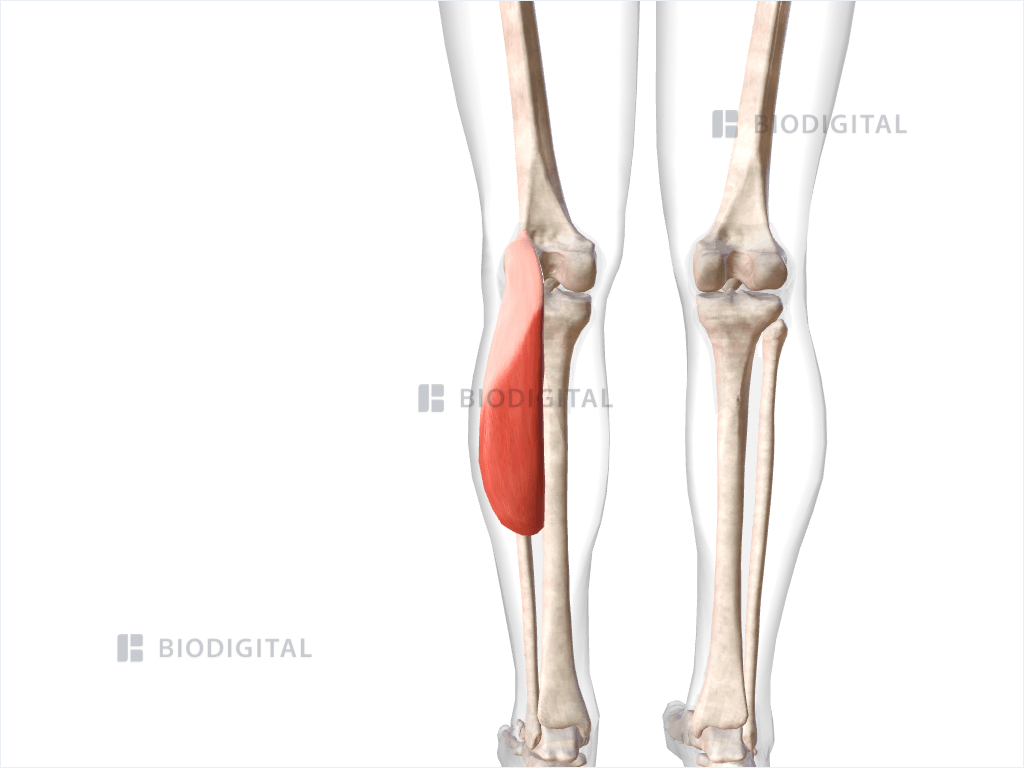 Lateral head of left gastrocnemius