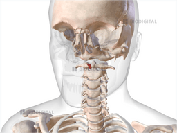 Uvulae Musculus uvulae | BioDigital Anatomy