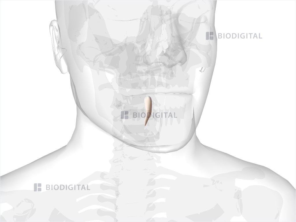 Right mandibular canine