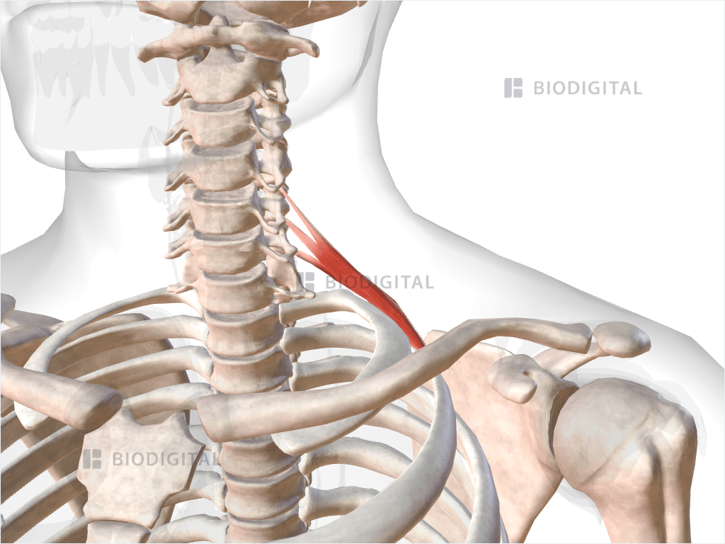 Left posterior scalene