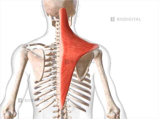 Right trapezius | BioDigital Anatomy