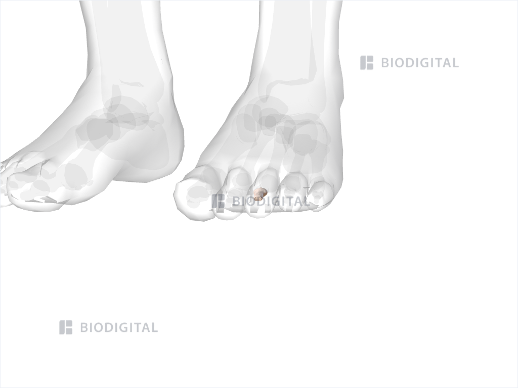 Middle phalanx of left third toe