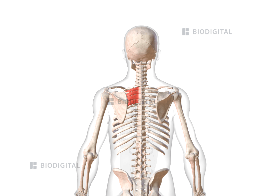 Left serratus posterior superior