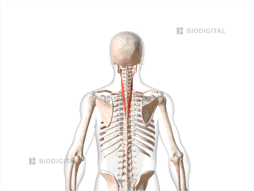 Splenius cervicis | BioDigital Anatomy