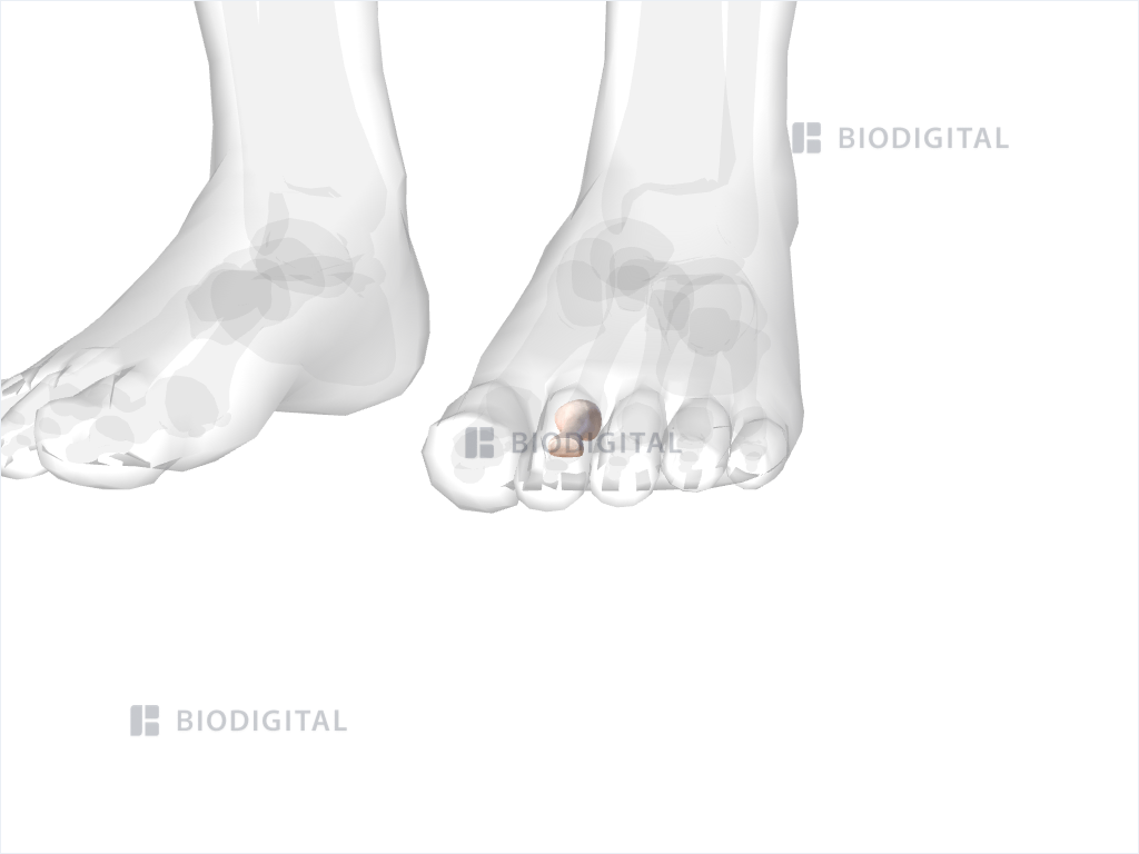 Proximal phalanx of left second toe