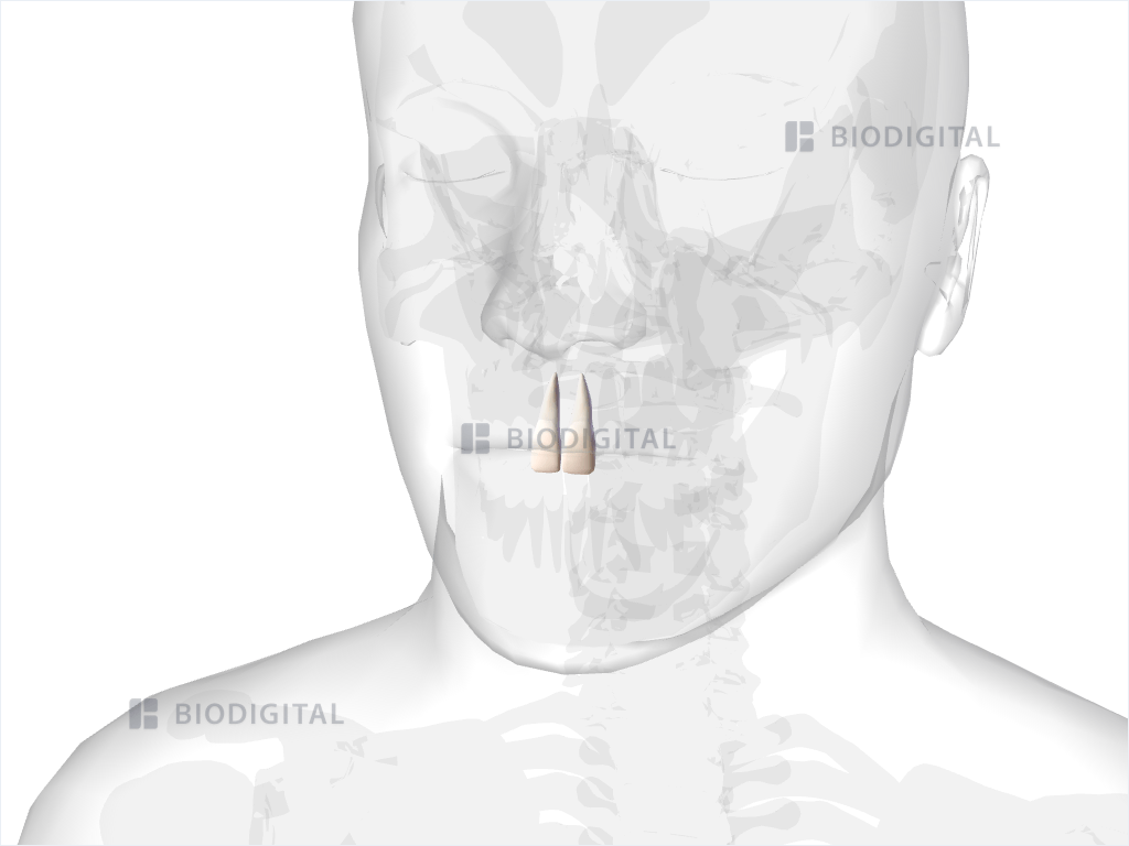 Maxillary central incisor