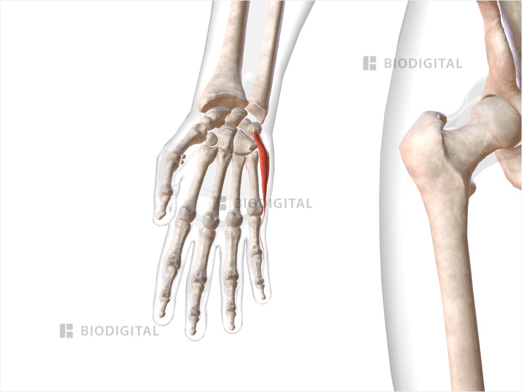 Right abductor digiti minimi