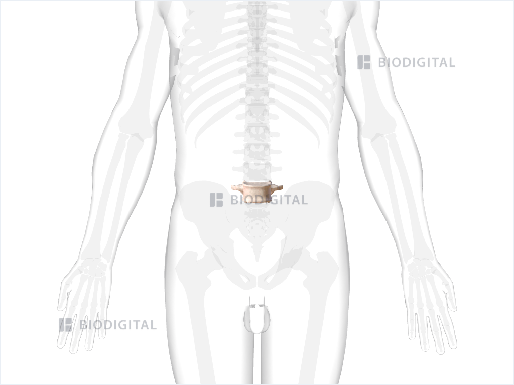 Fifth lumbar vertebra