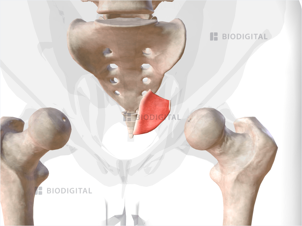 Left coccygeus