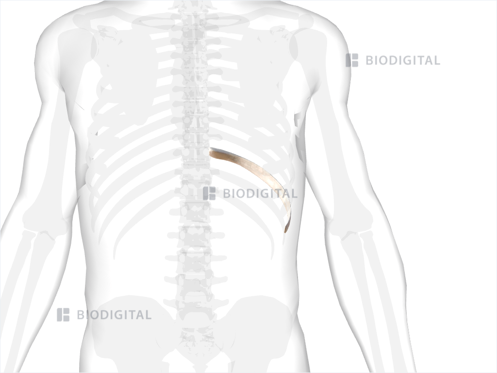 Left tenth rib