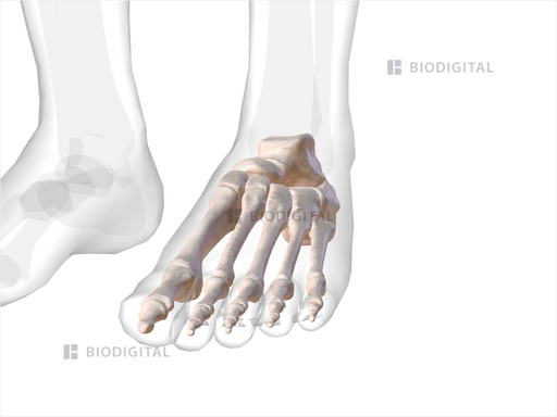 Bones of left ankle and foot | BioDigital Anatomy