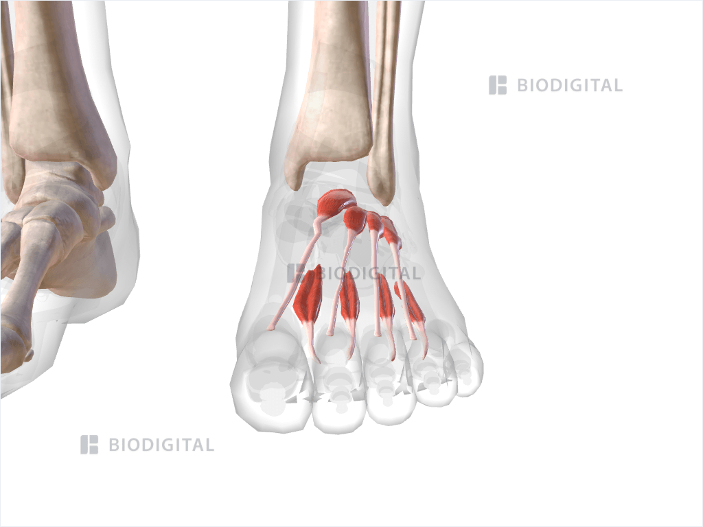 Dorsal muscles of left foot